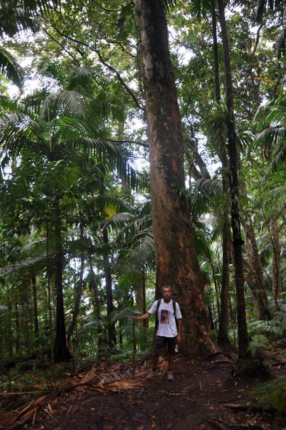 Vegetação no monte Liamuiga, o vulcão da ilha de St. Kitts - Caribe